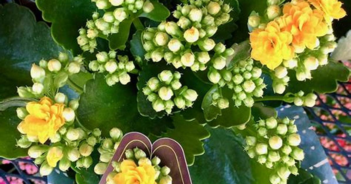 Will Kalanchoe Bloom All Summer?
