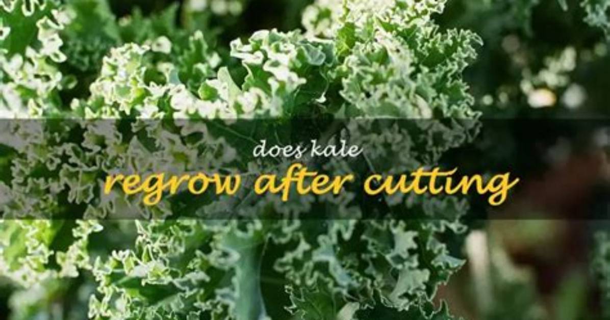 Will Kale Regrow After Cutting?