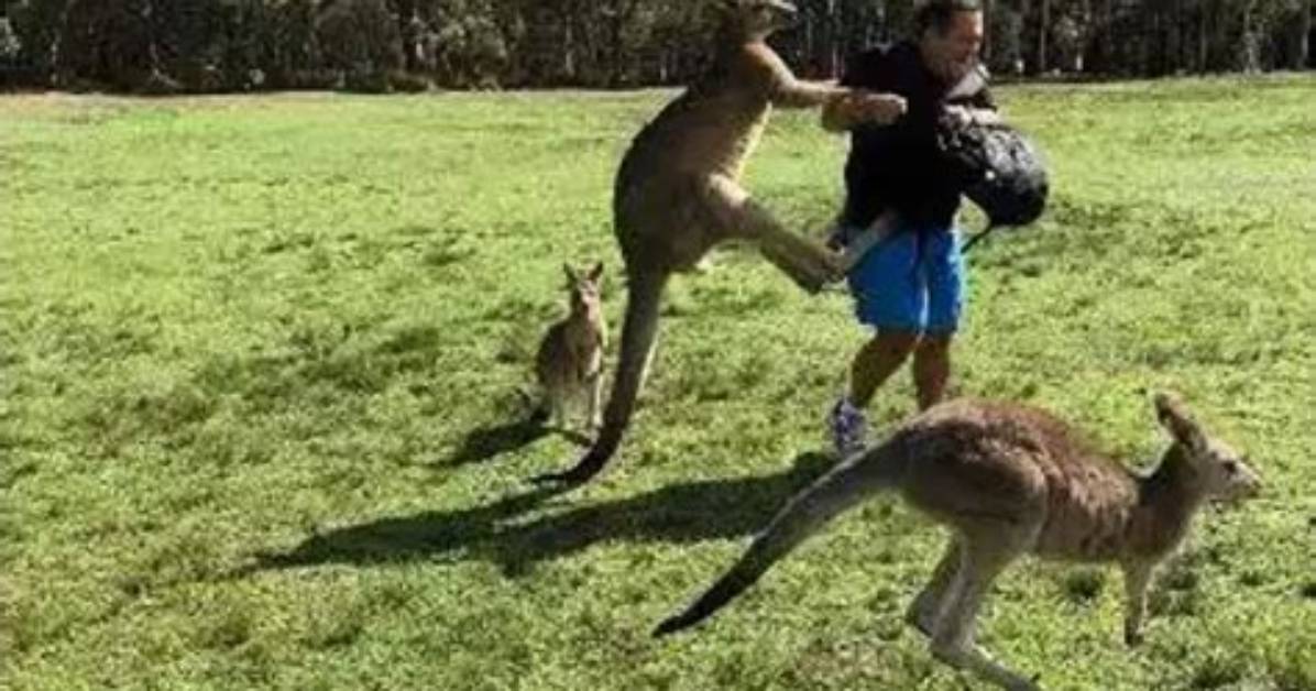 Will Kangaroos Attack Humans?