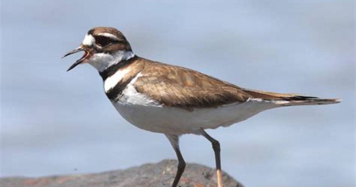 Will Killdeer Eat Bird Seed?