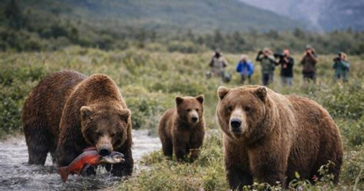Will Kodiak Bears Attack Humans?