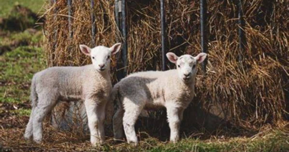 Will Lambs Wean Themselves