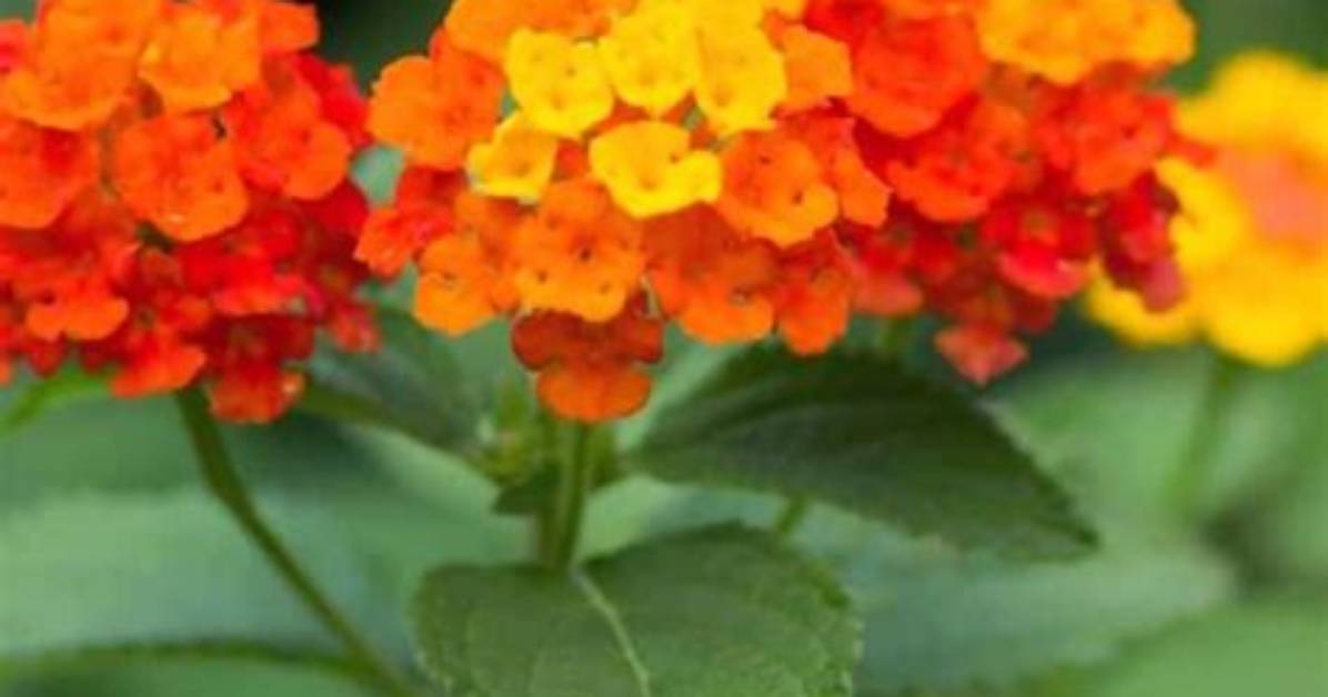Will Lantana Survive Winter