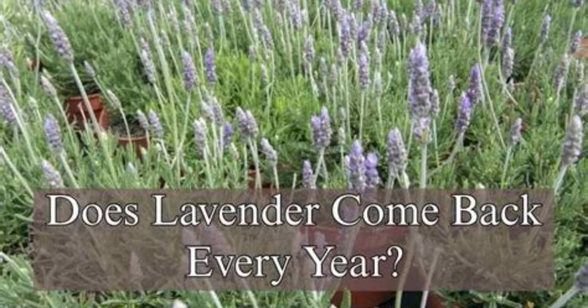 Will Lavender Come Back Every Year?