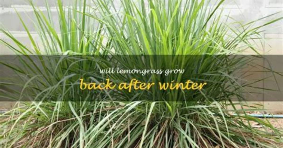 Will Lemongrass Grow Back After Winter