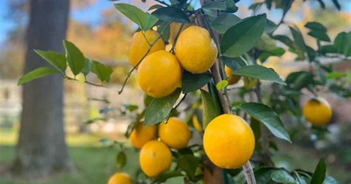 Will Lemons on Tree Freeze