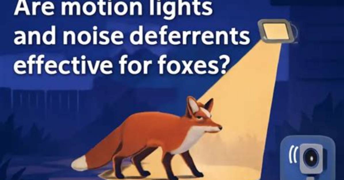 Will Lights Keep Foxes Away?