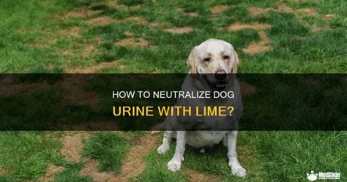 Will Lime Neutralize Dog Urine?