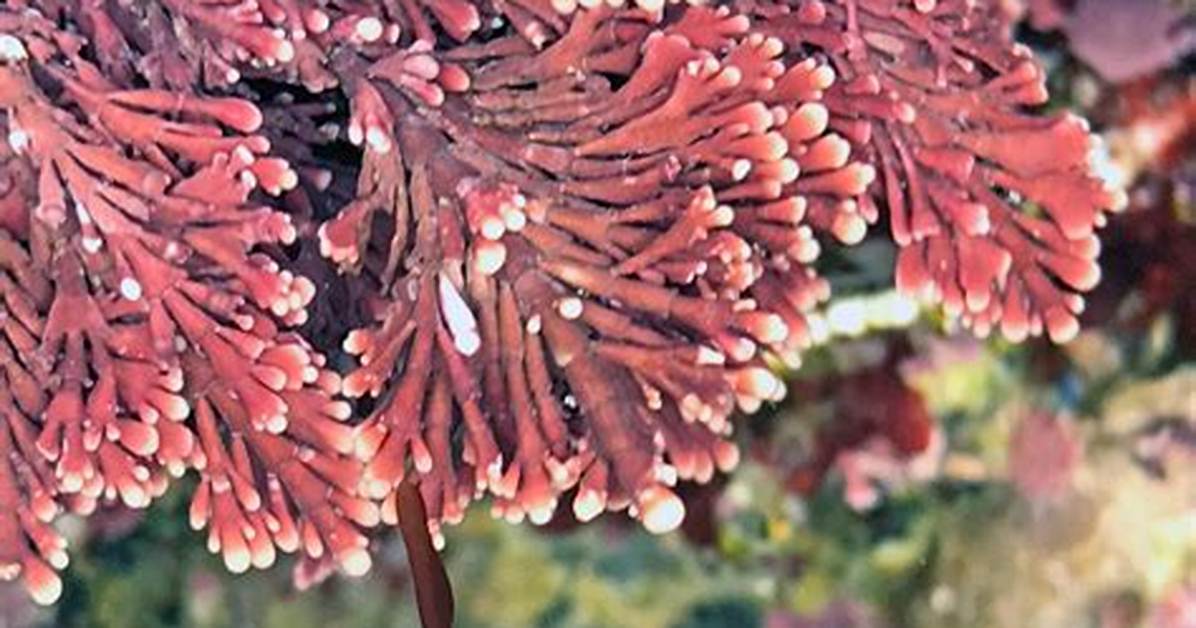 Will Limpets Eat Coralline Algae?