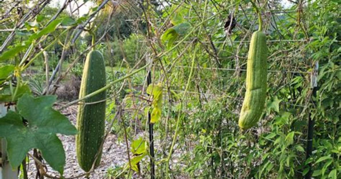 Will Luffa Grow in Florida?