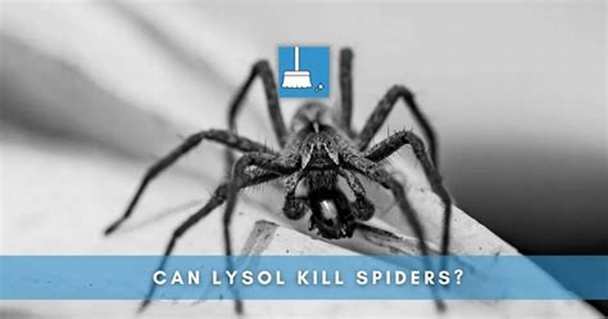 Will Lysol Kill Spiders?