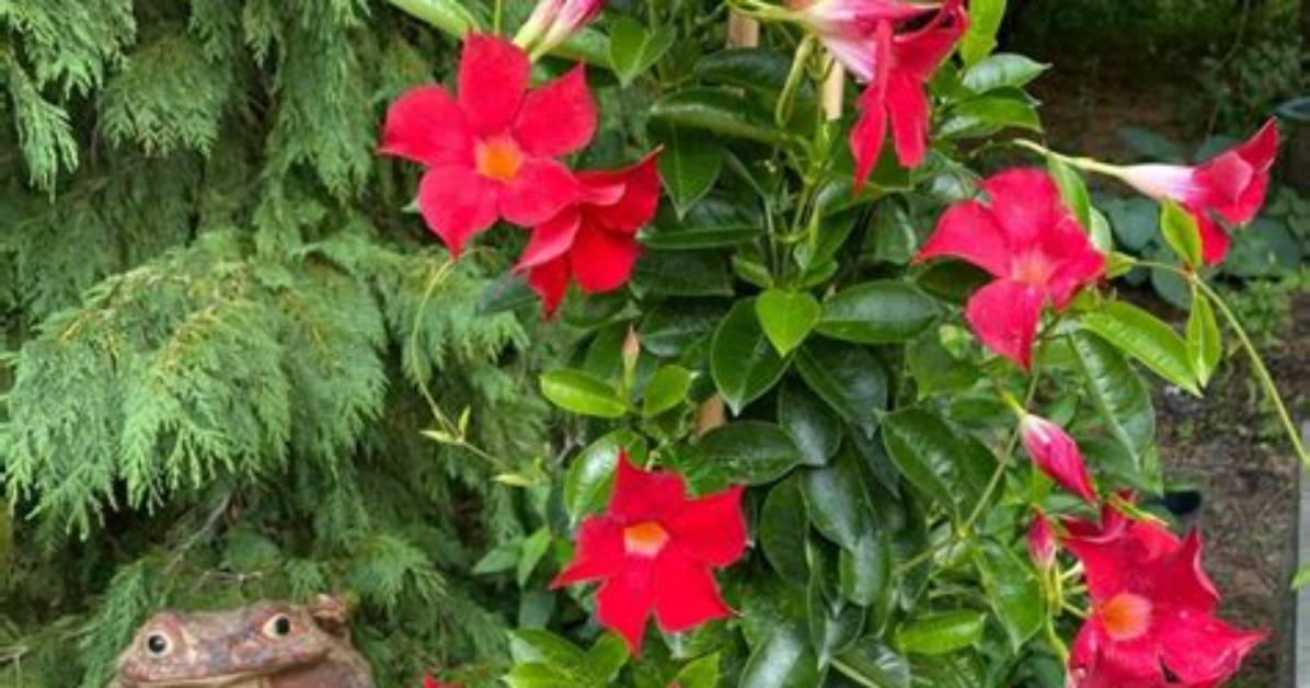 Will Mandevilla Come Back?