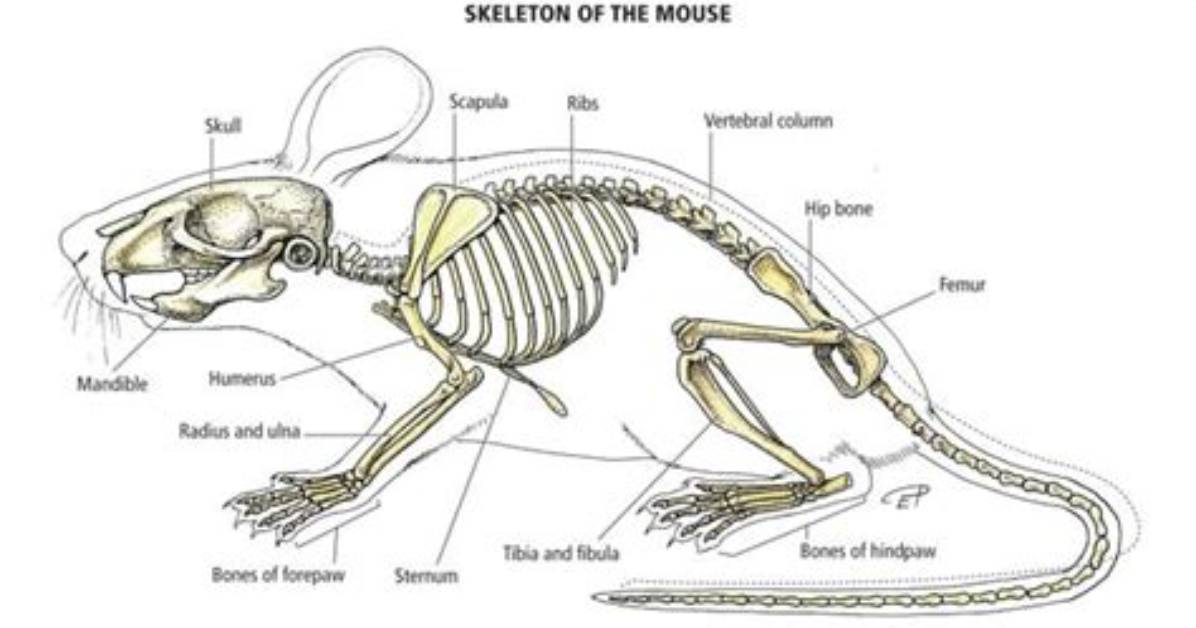Will Mice Have Backbones?