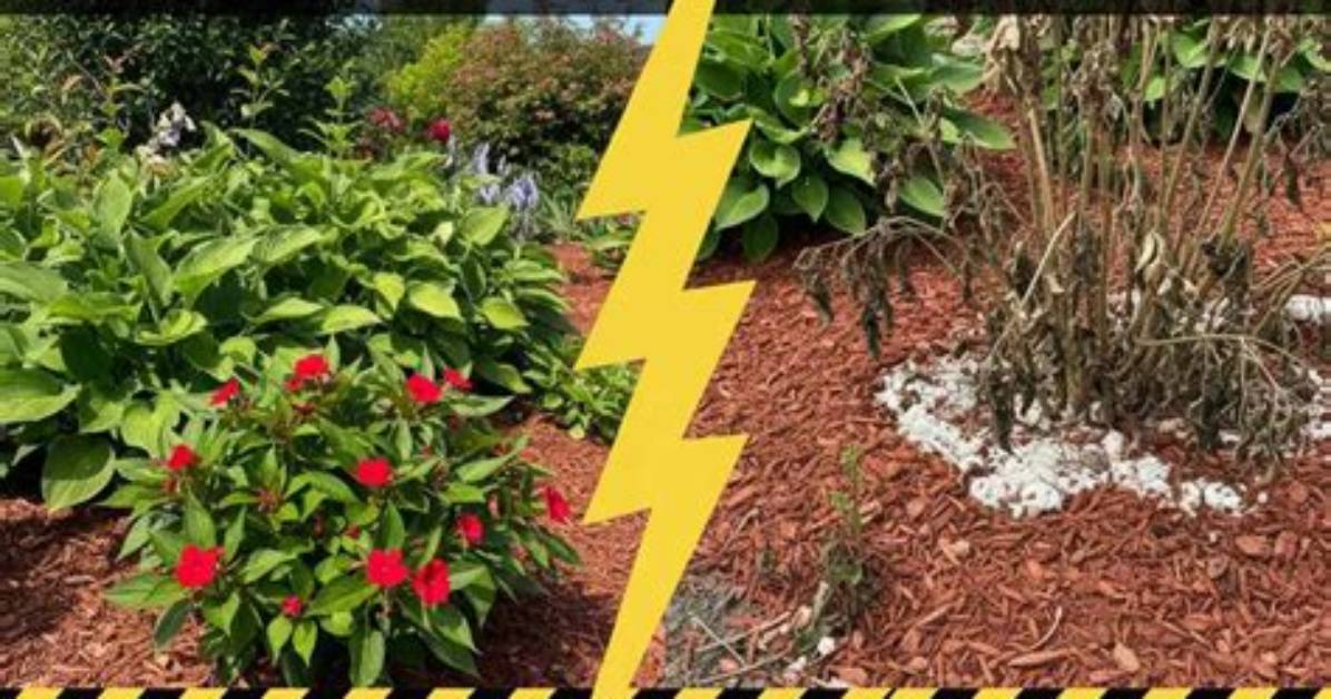 Will Milton Kill Plants?