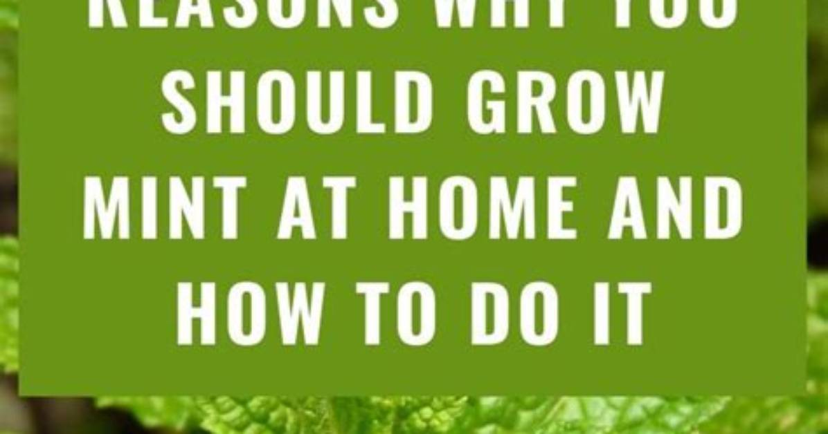 Will Mint Grow Back?