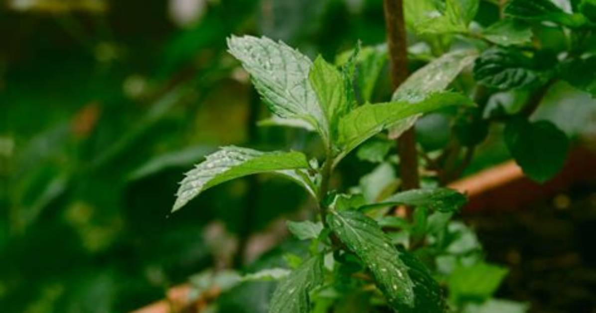 Will Mint Plants Keep Deer Away