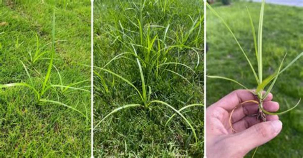 Will Molasses Kill Nutsedge?