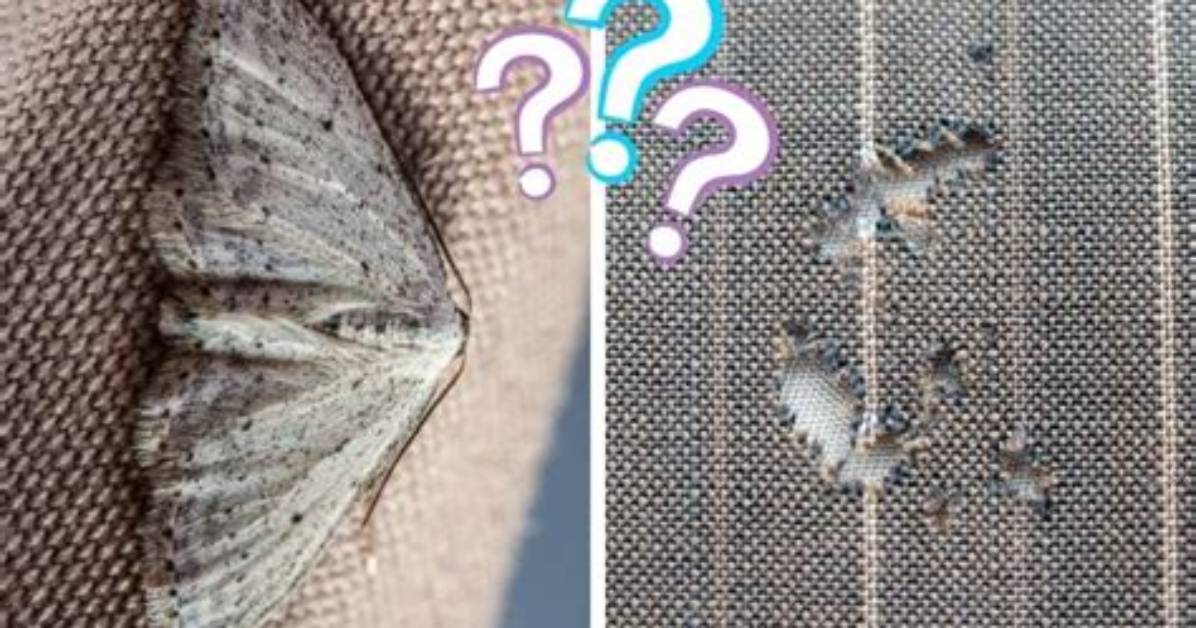 Will Moth Eat My Clothes?