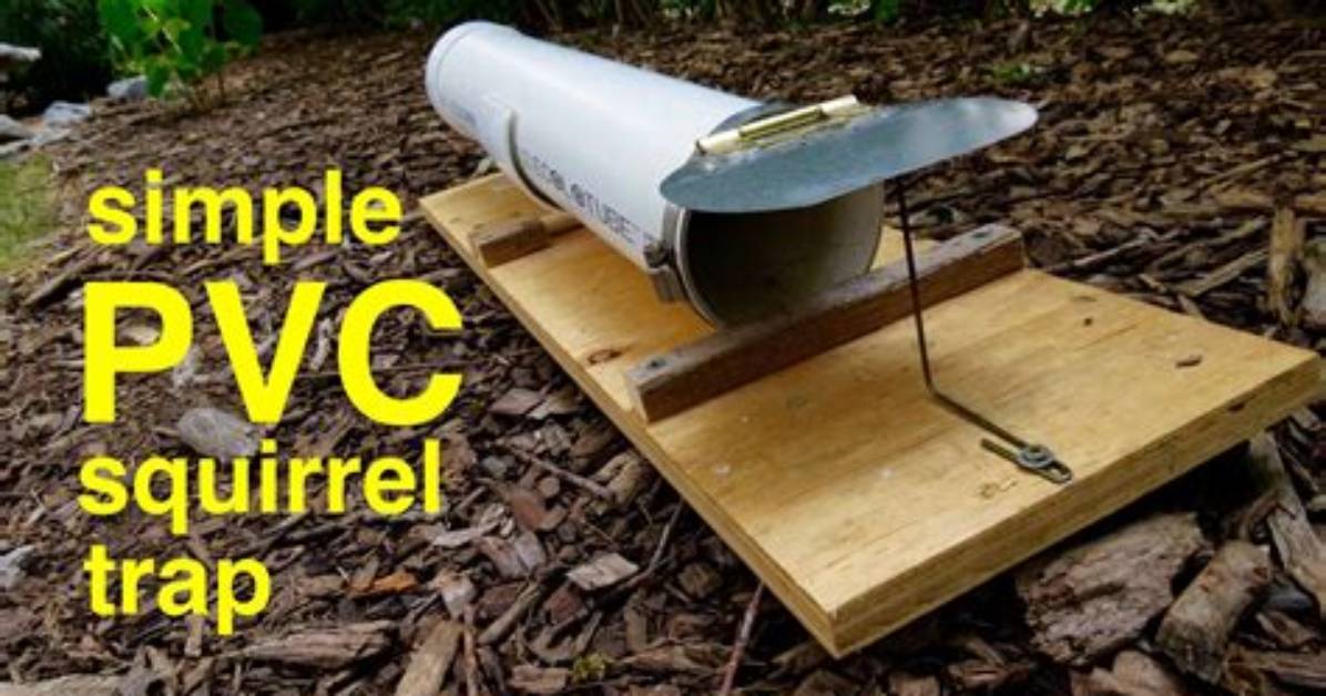 Will Mouse Trap Kill Squirrel