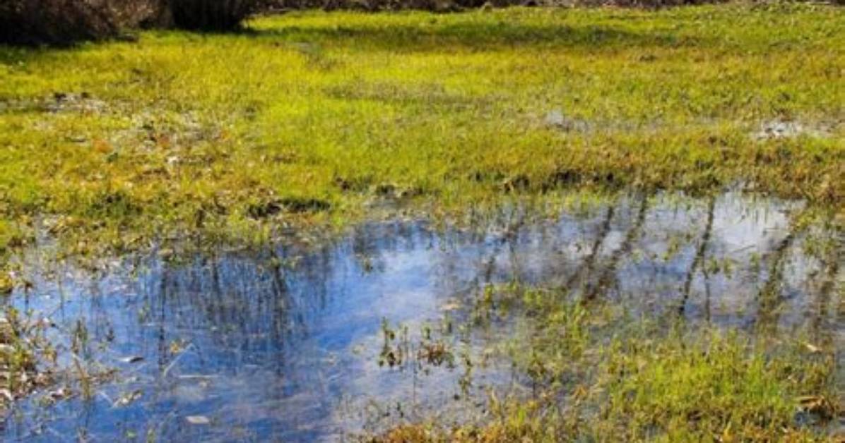 Will Mulch Help with Standing Water?