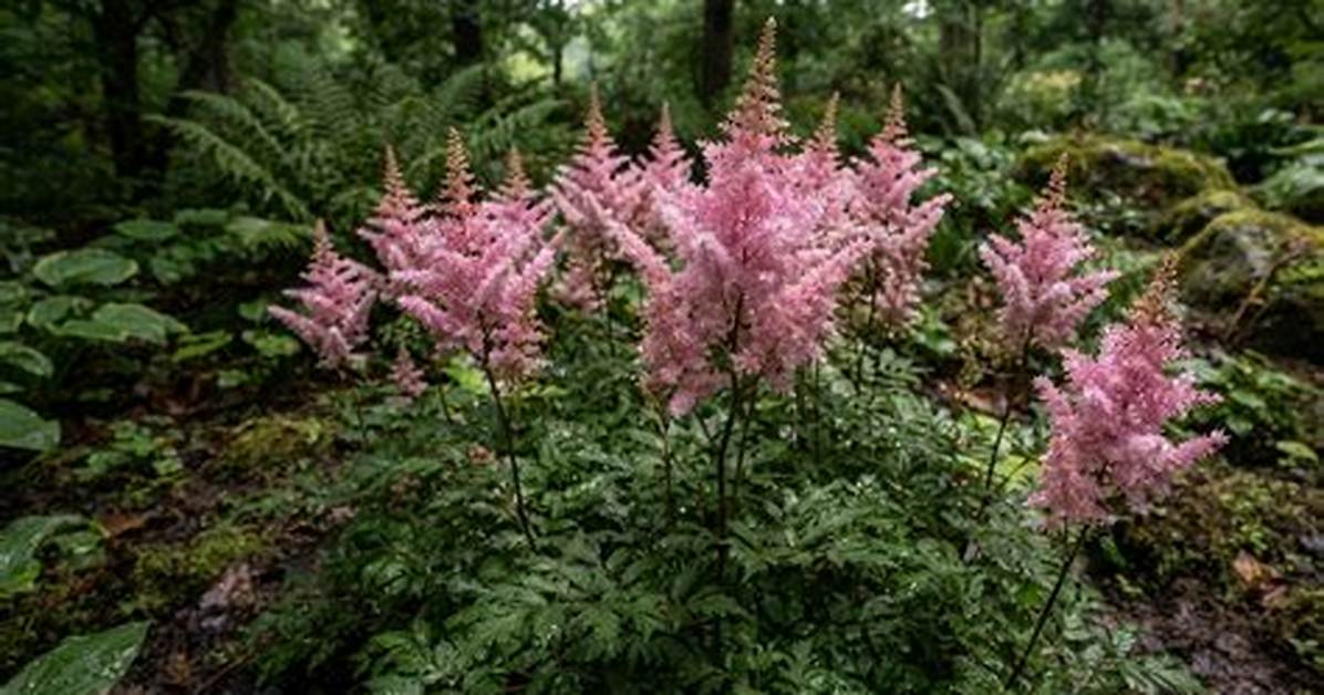 Will My Astilbe Come Back
