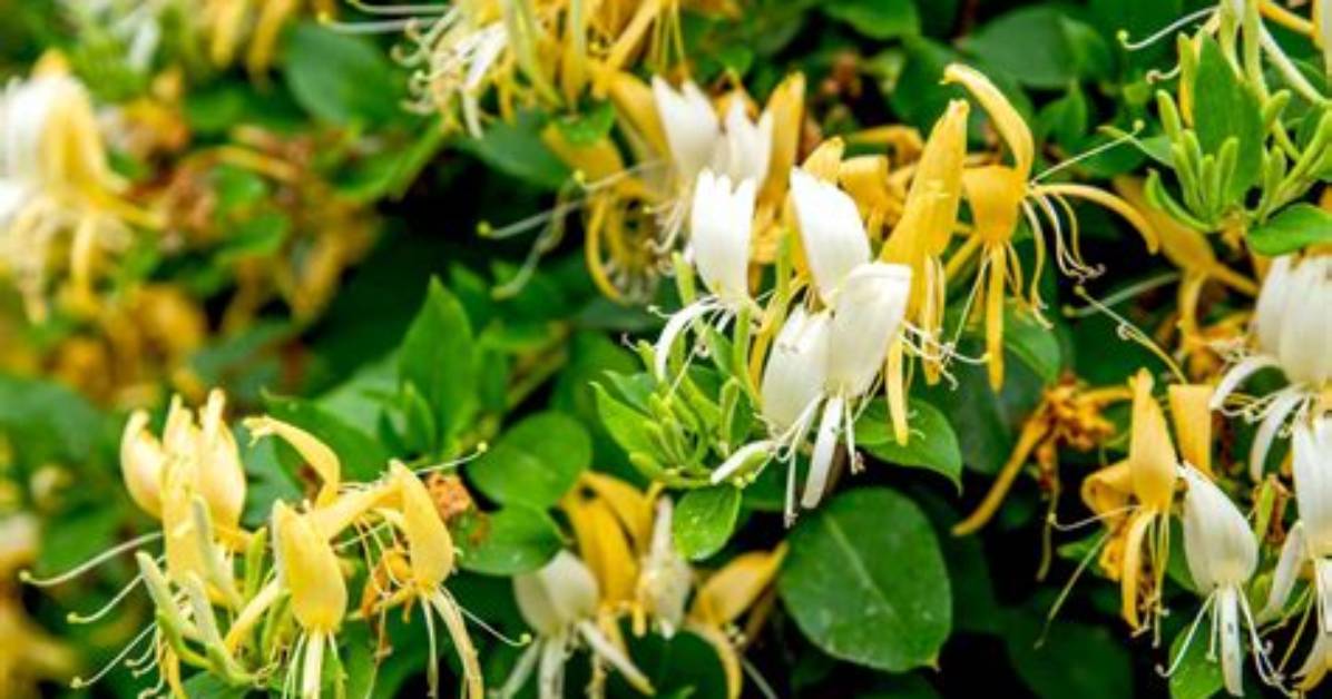 Will My Honeysuckle Come Back?