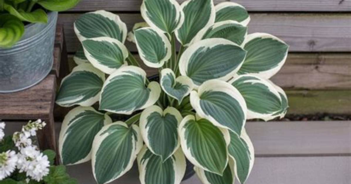 Will My Hostas Come Back