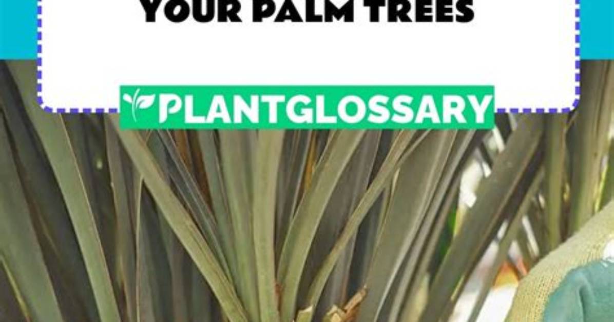 Will My Palm Trees Grow Back After Freeze