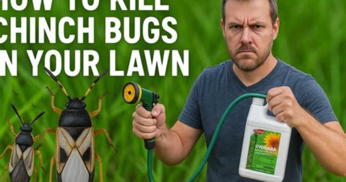 Will Nematodes Kill Chinch Bugs?
