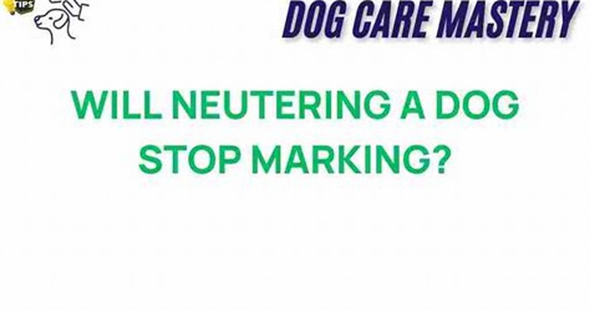 Will Neutering Stop Dog Marking?
