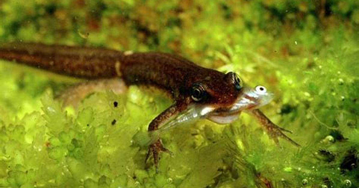 Will Newts Eat Fish?