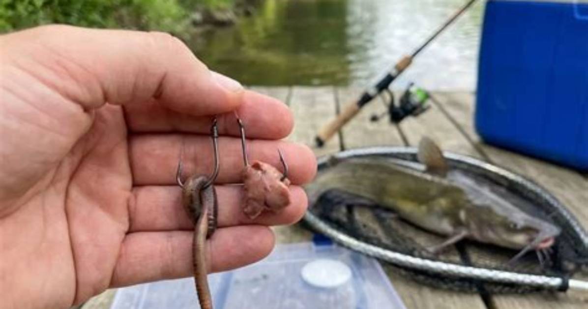 Will Nightcrawlers Catch Catfish?