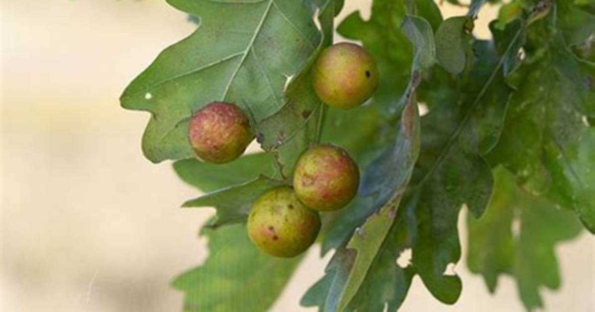Will Oak Galls Kill the Tree