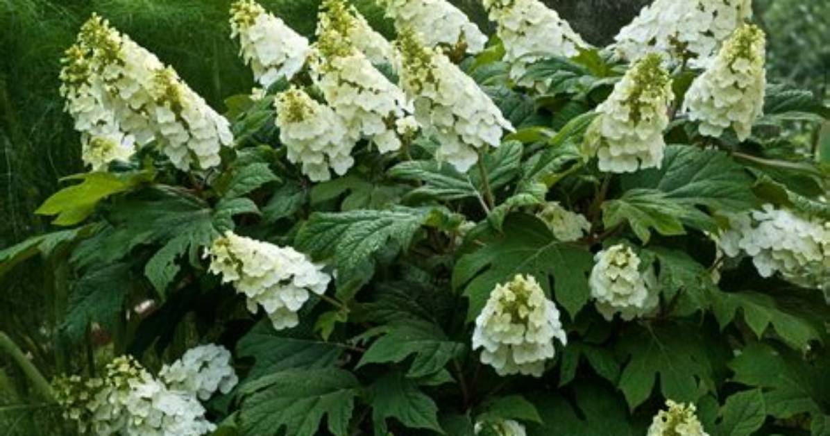 Will Oakleaf Hydrangea Grow in Shade