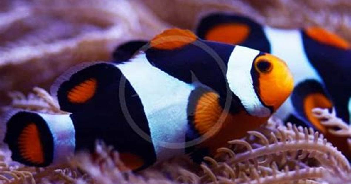 Will Ocellaris Pair with Percula?