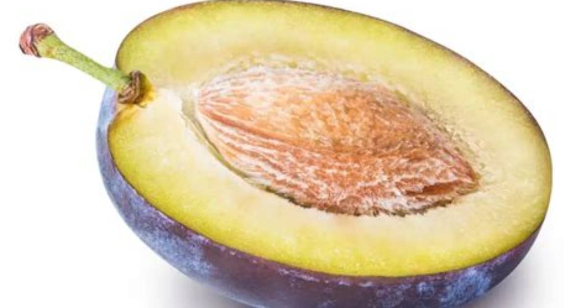 Will One Plum Kill a Dog?