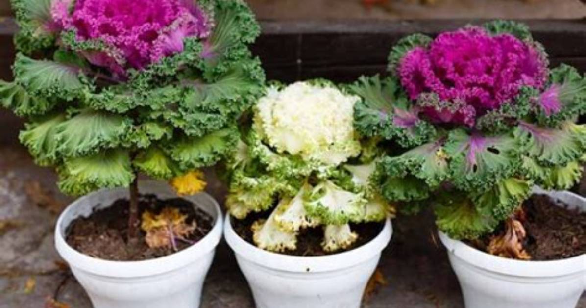 Will Ornamental Kale Survive Frost