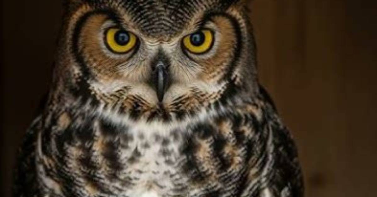 Will Owls Take Kittens