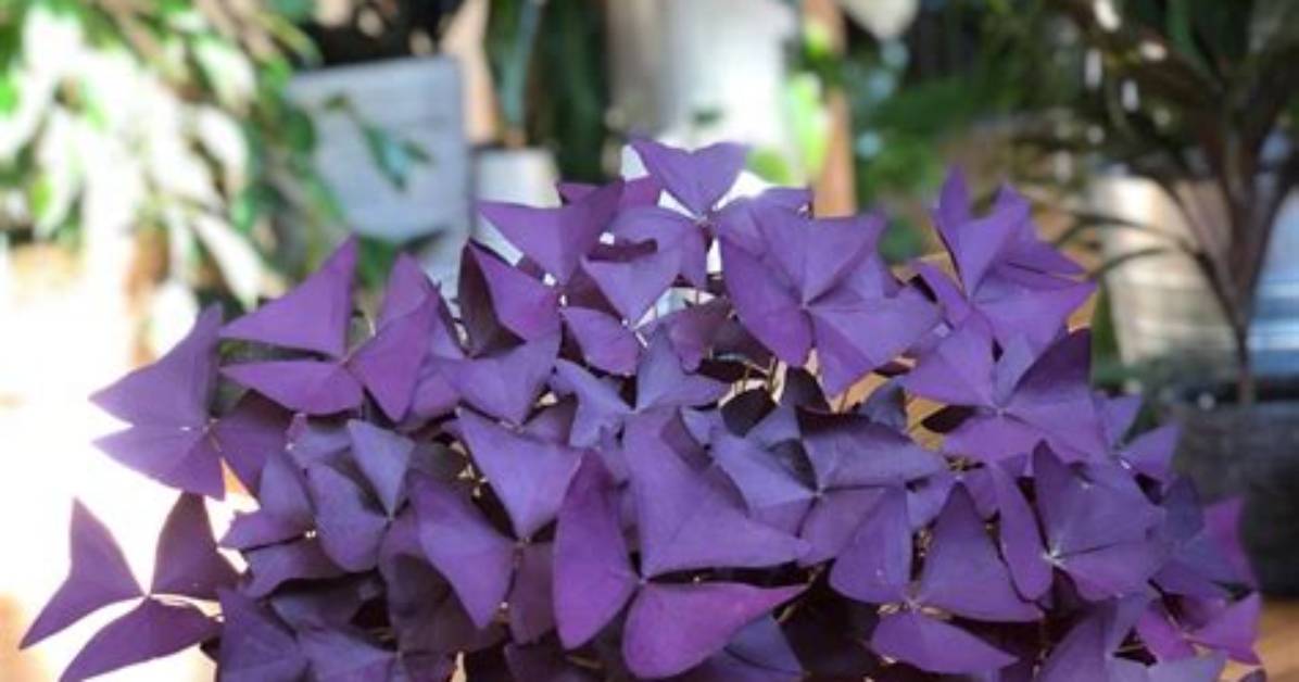 Will Oxalis Triangularis Survive Winter?