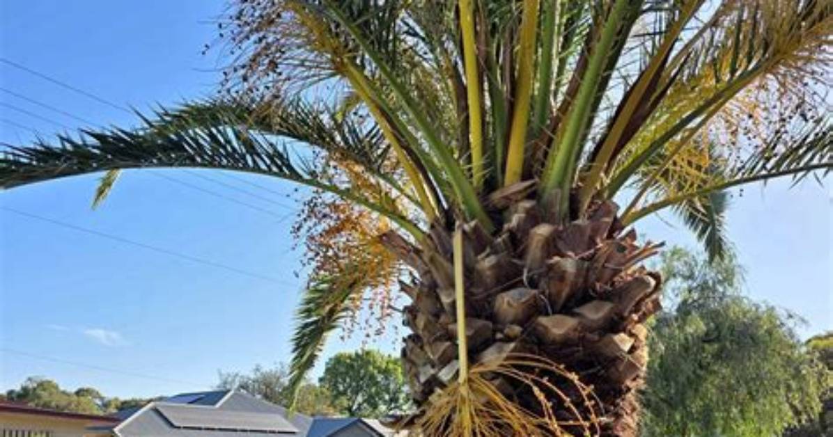 Will Palm Trees Come Back After a Freeze