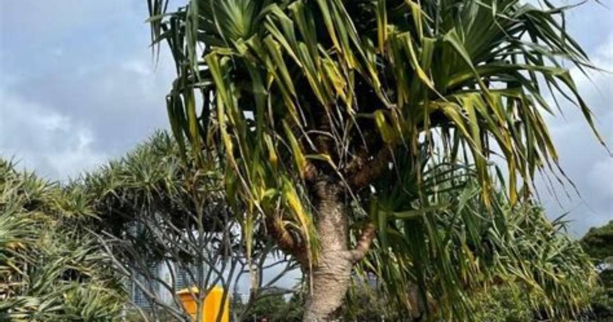 Will Pandanus Grow from Cutting?