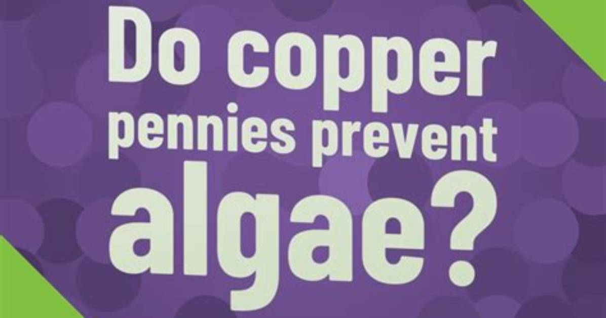 Will Pennies Kill Algae?