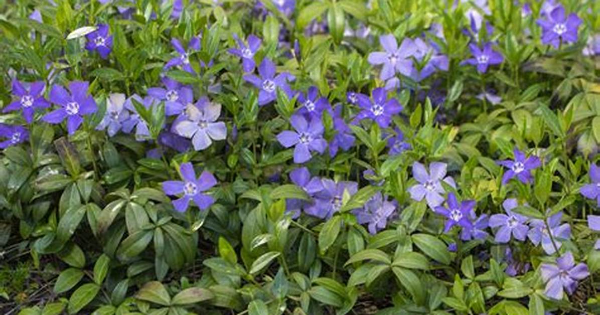 Will Periwinkle Grow in Shade?