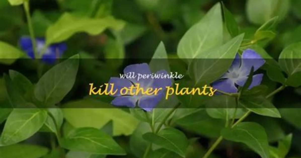 Will Periwinkle Kill Other Plants