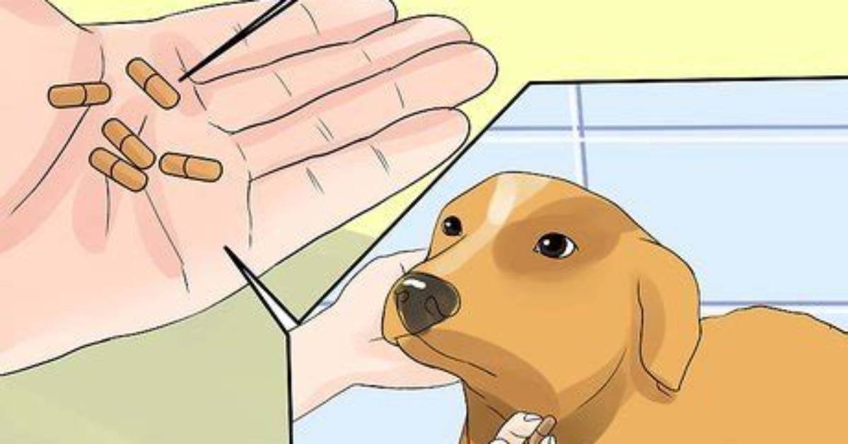 Will Phenobarbital Kill a Dog?