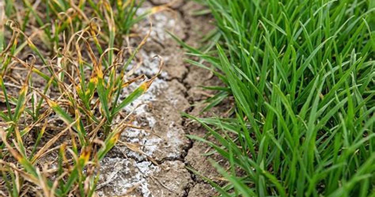 Will Phosphorus Burn Grass