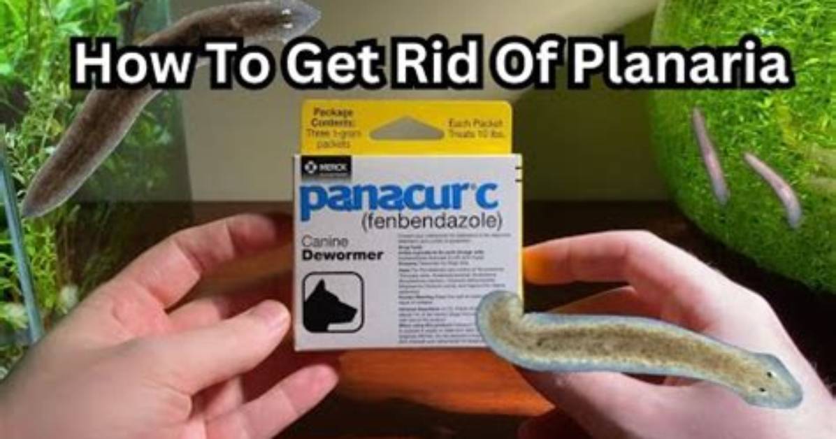 Will Planaria Harm My Fish?