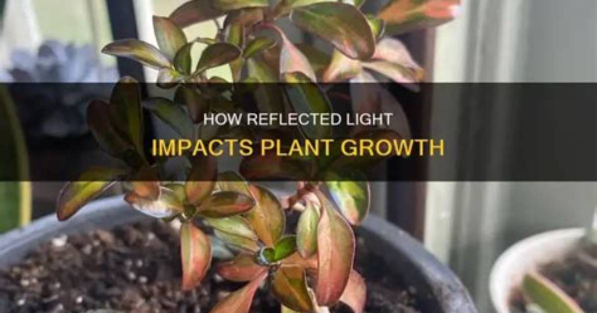 Will Plants Grow in Reflected Light?