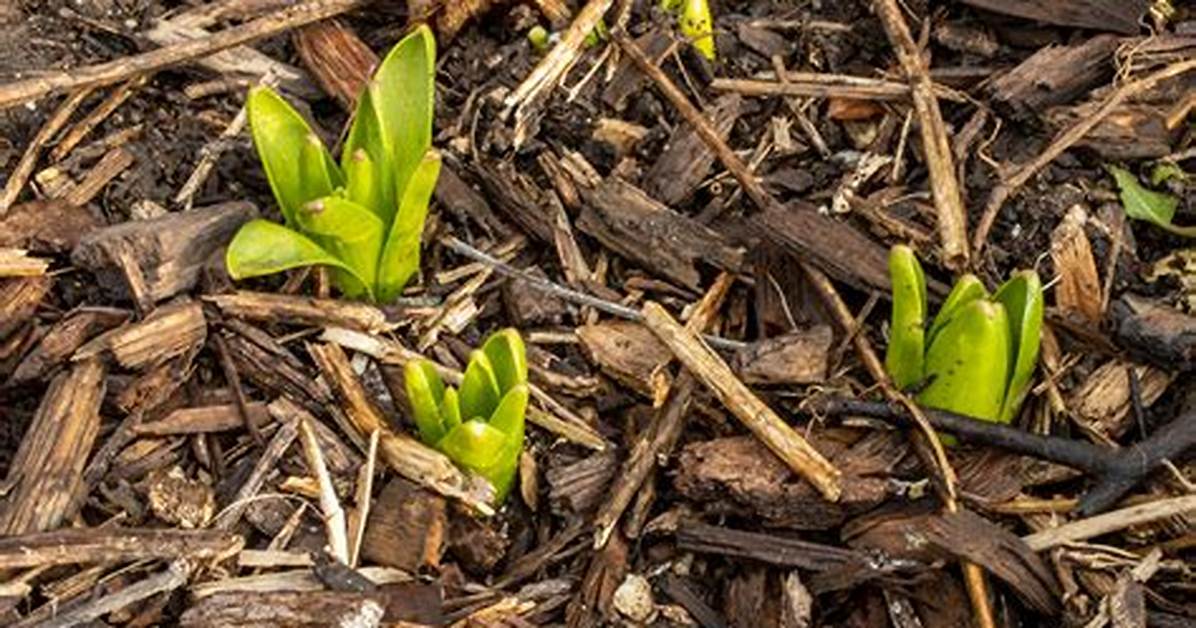 Will Plants Grow Through Mulch?