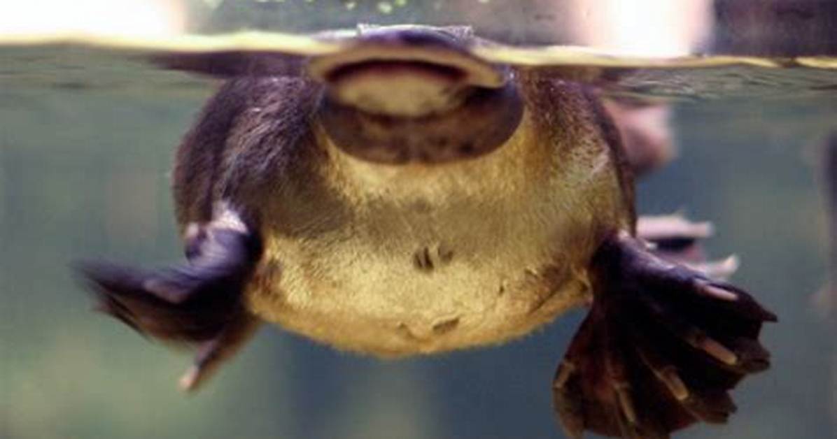 Will Platypus Have Cloaca?